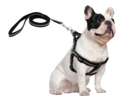 Puppy Harness with Reflector